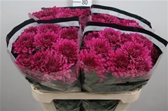 Chr G Lamira 70cm 90gram