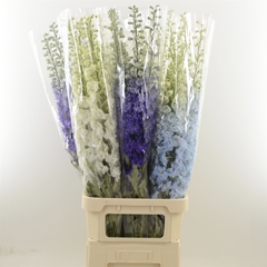 Delph Du Mixed 120cm 23
