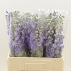 Delph El Dev Pur Hrt 60cm 23