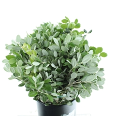 Metrosideros Exc Bs 50cm 250gram