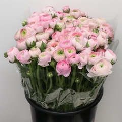 Ran Aazur Li Pink 40cm 33gram