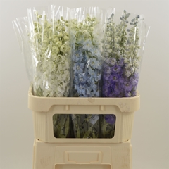 Delph Du Mixed 80cm 23