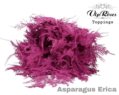 Asp Ov 1E Veren Erica