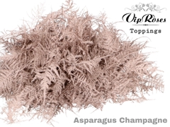 Asp Ov 1E Veren Champagne
