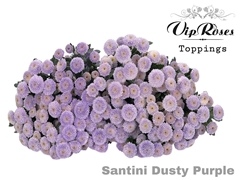 Chr S Dusty Purple