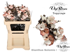 Di Solomio Brownies (L50cm)