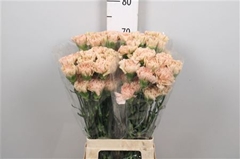Di St Lege Marrone 70cm 23