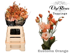 Eust G Alissa Overig Orange