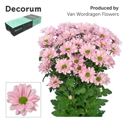 Chr T Kennedy Rosy 70cm 65gram