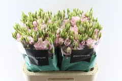 Eus G Lisanne L Pink 70cm