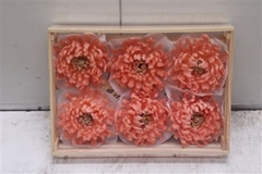 Wax Bol Chrysant Zalm