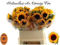 Helian An Orange Fir 80cm 34