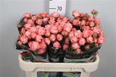 R Tr Amazing Magic 70cm 55+