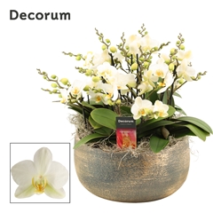 Phal Mf An Lausanne 28Ø 35cm