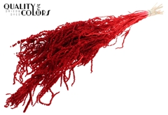 Hang Amar Pres. Red 70cm