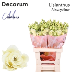 Eust G Alissa Yellow 60cm