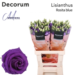 Eust G Rosita Blue 70cm