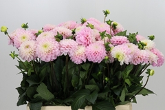 Dahl Ball Wizz Of Oz 60cm