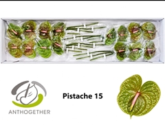 Anth A Pistache 8cm Ø