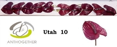 Anth A Utah -OOST- 9cm Ø