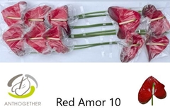 Anth A Red Amor 15cm Ø