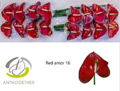 Anth A Red Amor 11cm Ø