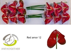 Anth A Red Amor 13cm Ø