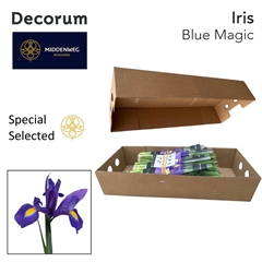 Iris Blue Magic 60cm 35gram