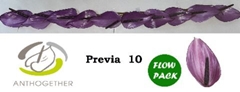 Anth A Previa 7cm Ø