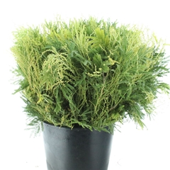 Acacia Decurrens 60cm 200gram