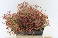 Rosa F Autumn Splash 40cm