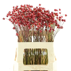 Rosa Amazing Fantasy 60cm
