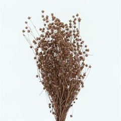 Snijbloemen Klb H% 50cm 120gram
