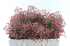 Rosa F Autumn Splash 50cm