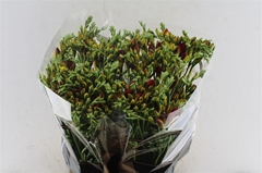 Fr Du Ruby Red 54cm 22gram 23