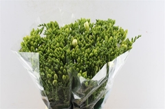 Fr Du Versailles 54cm 24gram 23