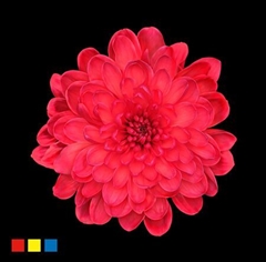 Chr T Altaj Red