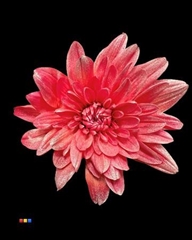 Chr T Baltica Red + Satin