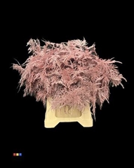 Asp 1e Metallic Pink