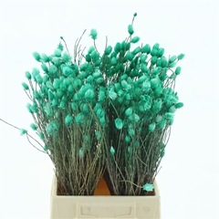 Snijbloemen Klb H% 50cm