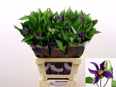 Clematis Amazing Bl Oslo 60cm 23 4