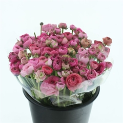 Ran Elegance Pink 40cm 42gram