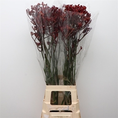 Anigoz Yindi 85cm