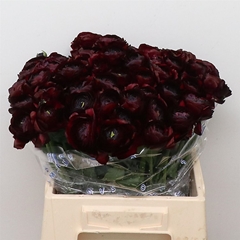 Ran Su Nerone 45cm 55gram
