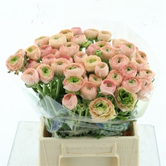 Ran Su Nuance 45cm 45gram
