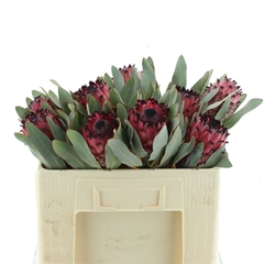 Protea Rubens 50cm