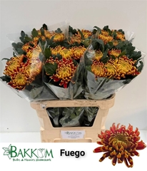 Chr G Fuego 80cm 110gram
