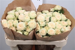 R Tr Summerrose 70cm 55+