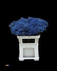 Gyps Million Star Blue