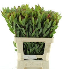 Leucad Safari Goldst 60cm